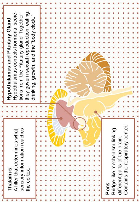 Feed Your Brain What you eat has a profound effect on how your brain function - photo 8