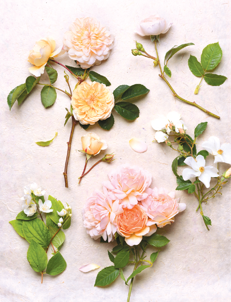 Vintage Roses Beautiful Varieties for Home and Garden - image 1