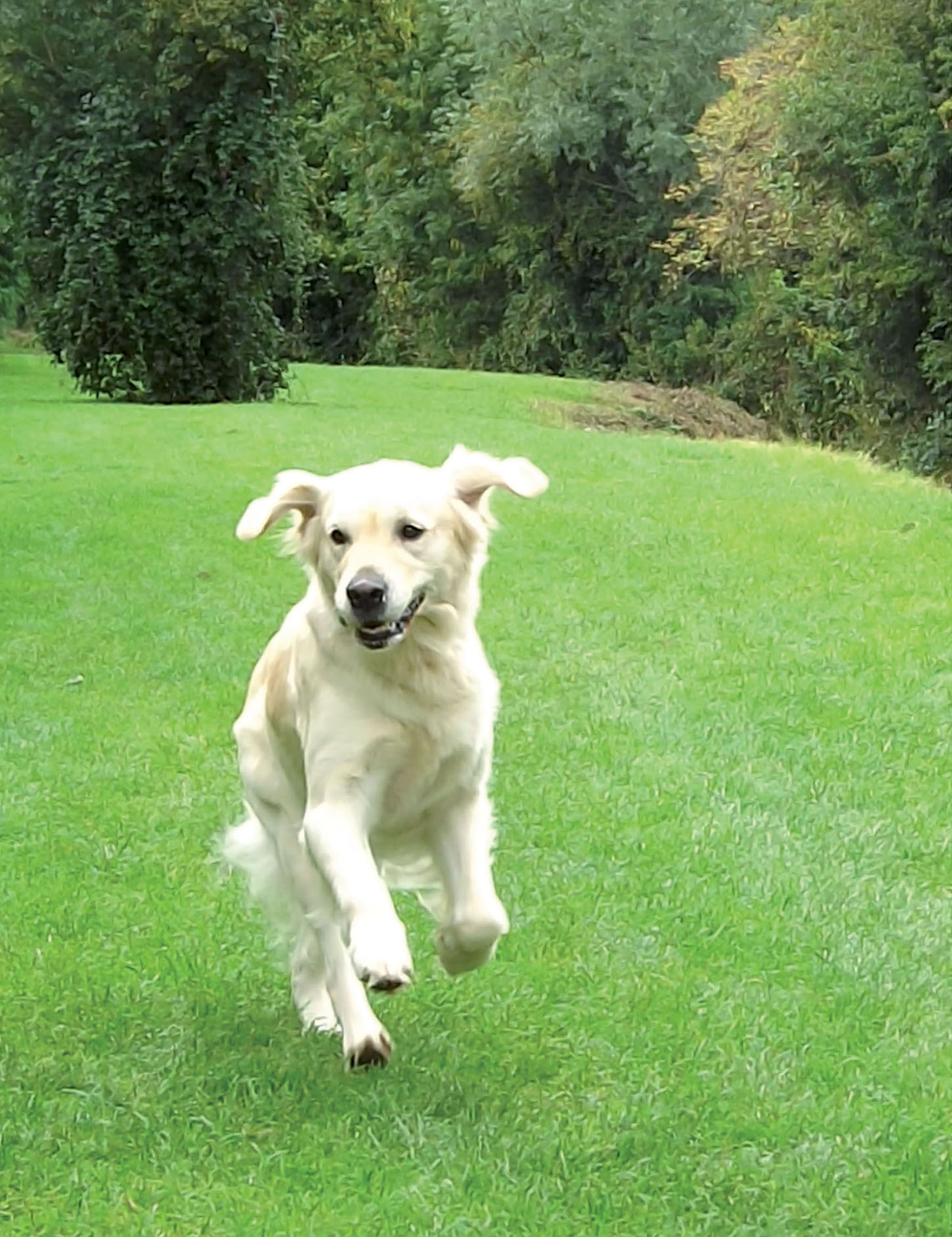 Golden Retrievers A Practical Guide for Owners and Breeders - image 2