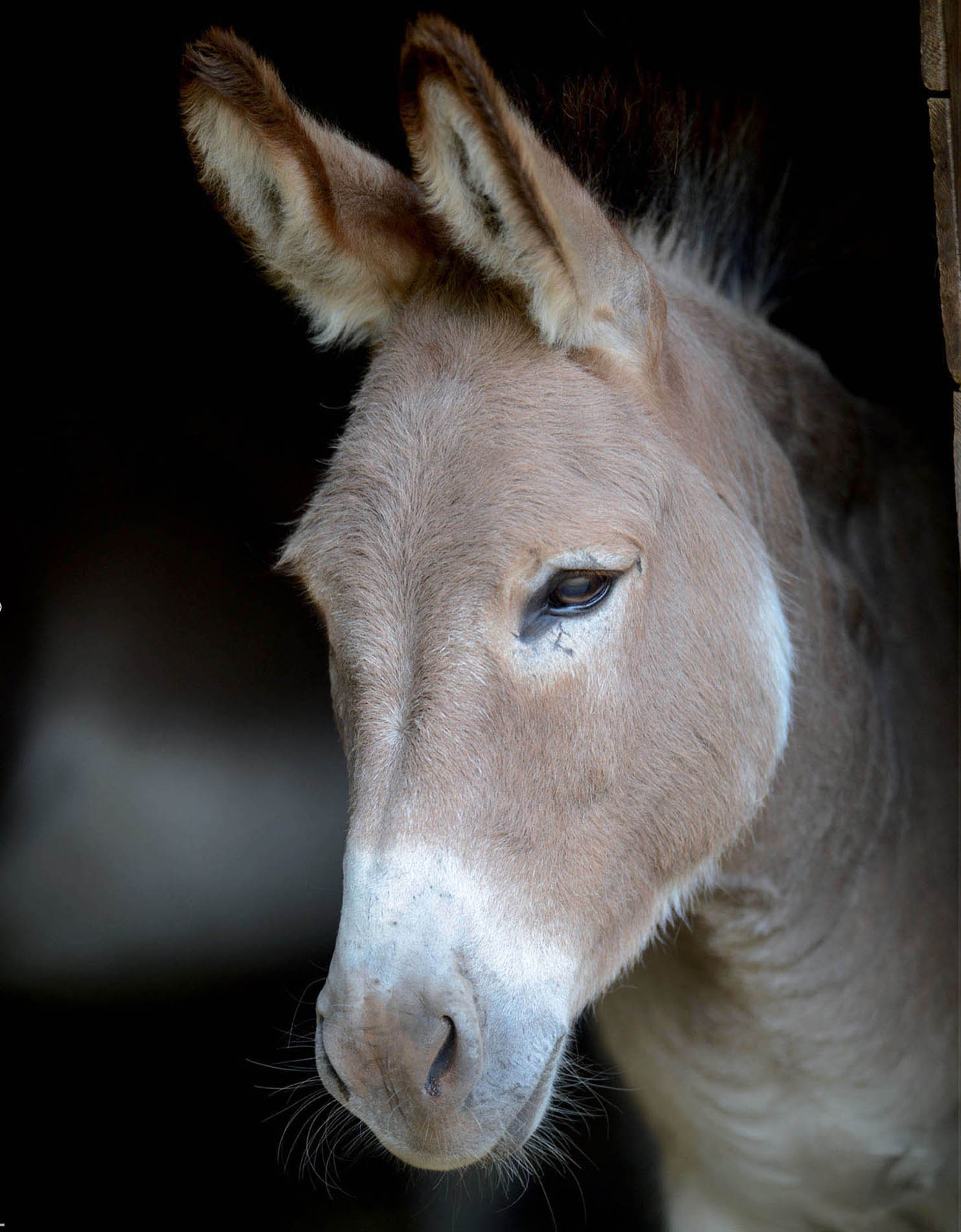 THE HEALTHY Donkey Sarah Fisher Trudy Affleck THE CROWOOD PRESS First - photo 2