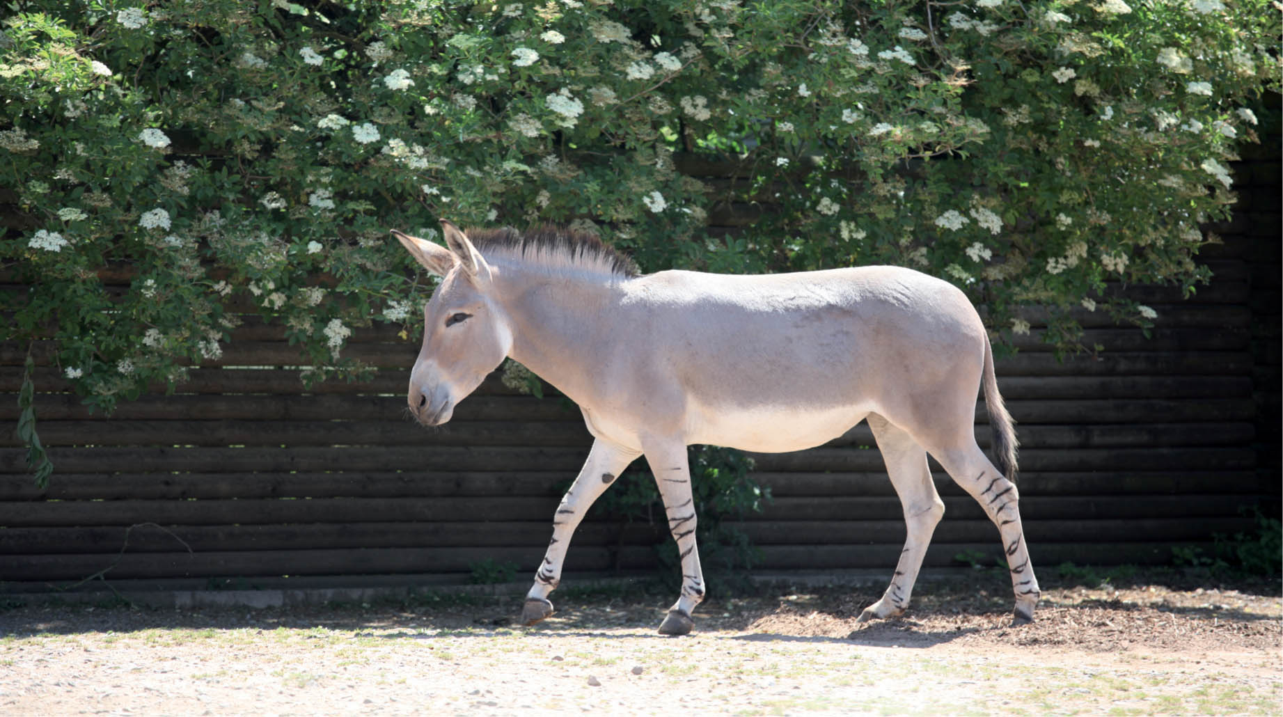 Analysis of genetic data from modern donkeys reveals the Somali wild ass has - photo 4