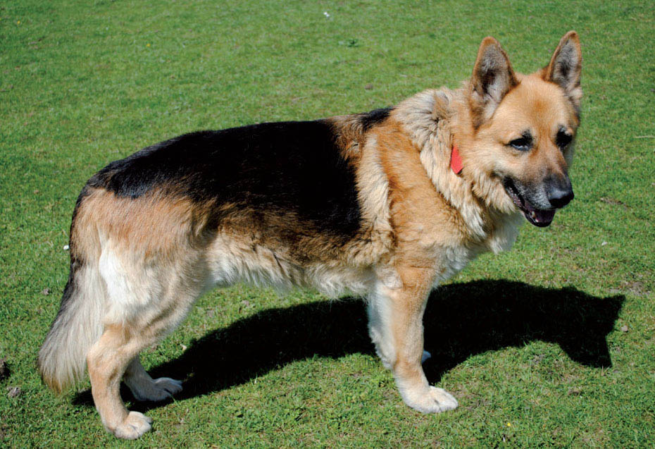 The modern German Shepherd dog Dogs later became prized as hunterguard - photo 6