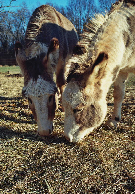 Buying tips for first-time animal hobby farmers Buy locally and befriend the - photo 12