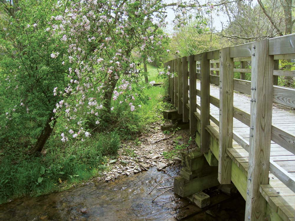 Cascading blossoms fill the with beauty in the spring and summer Introduction - photo 9