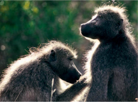 Grooming sessions help bond baboon society while freeing individuals of - photo 5