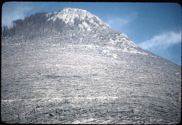 The 1980 eruption of Mount St Helens destroyed more than 230 square miles 370 - photo 6