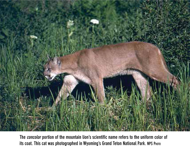 Mountain lions look somewhat like an enormous lean athletic housecat Their - photo 3