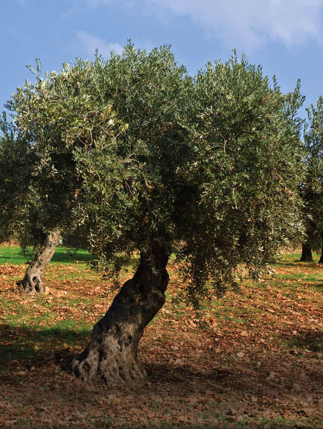 Olive Trees in the Galilee region of Israel Olive trees fruit and oil played - photo 5