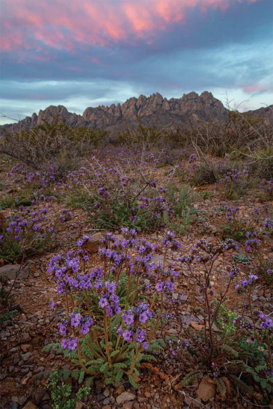 Sky-blue phacelia bloom on the desert floor in front of the Organ Mountains - photo 1