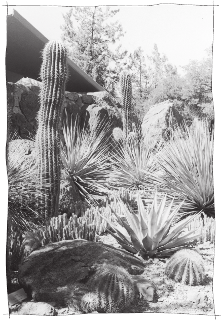 Desert garden scene GARY IRISH These conditions dictate new ground rules for - photo 6