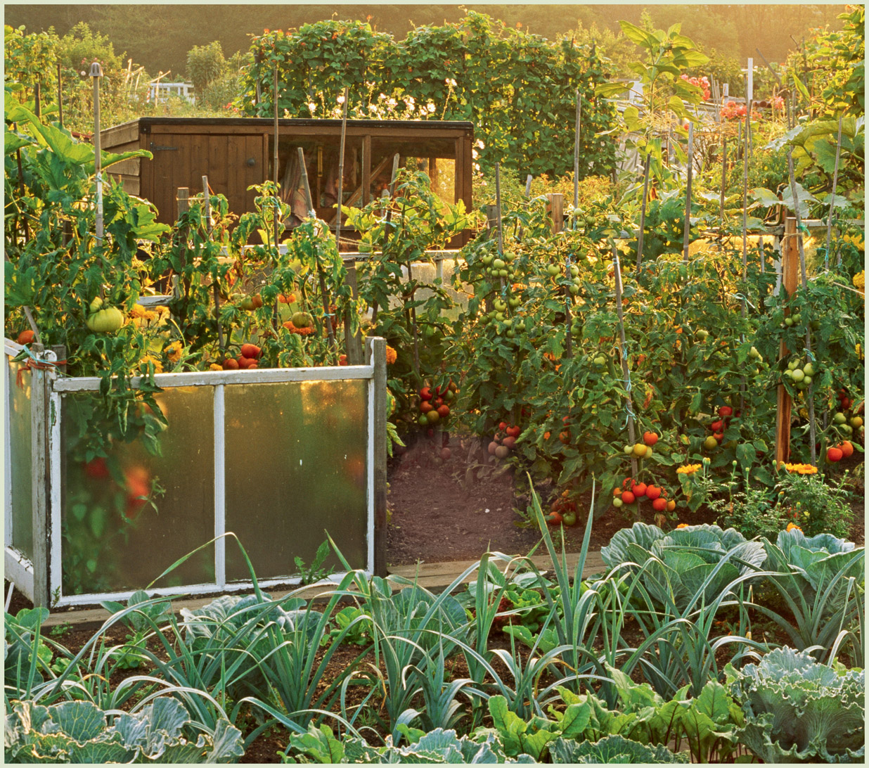 Allotments give you a chance to grow a huge range of produce with a view to - photo 5