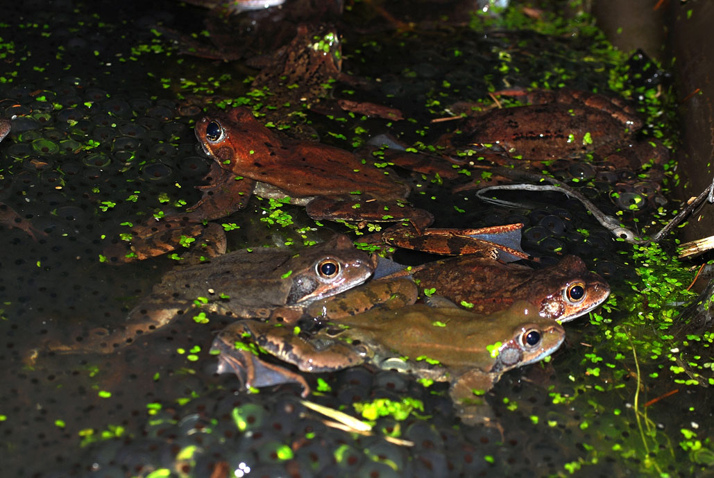 there are still chunks of ice floating in the water when the Common Frog Rana - photo 3