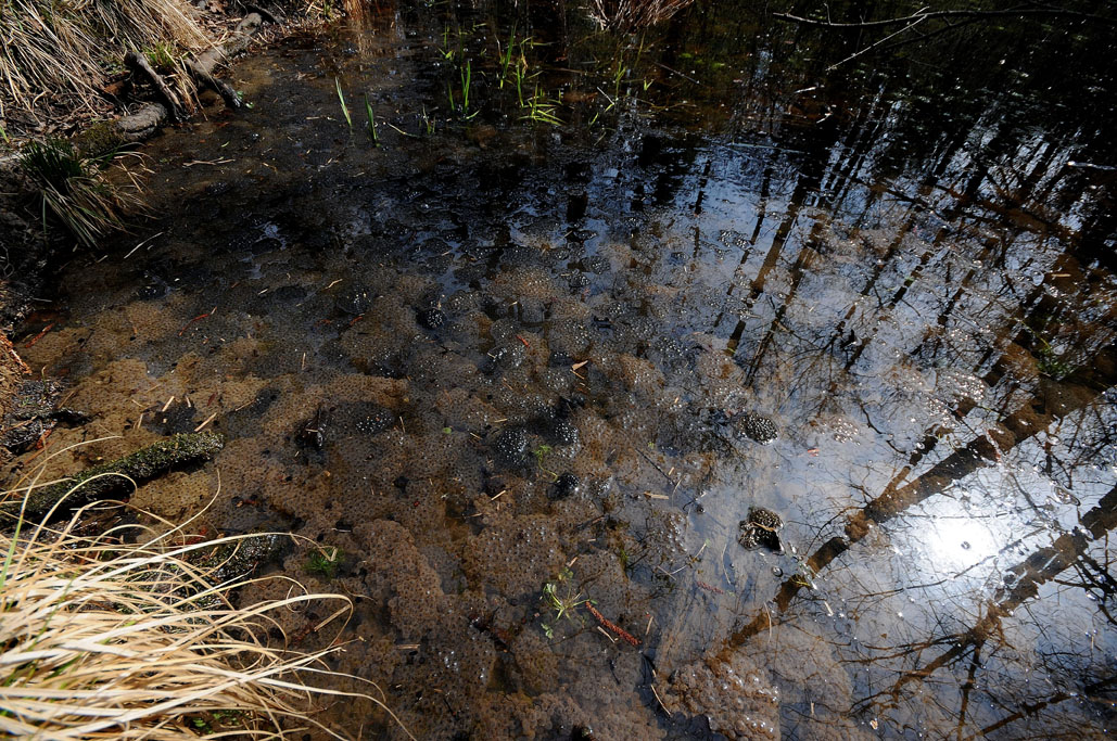 have released a large amount of spawn into this pond in a floodplain forest - photo 5