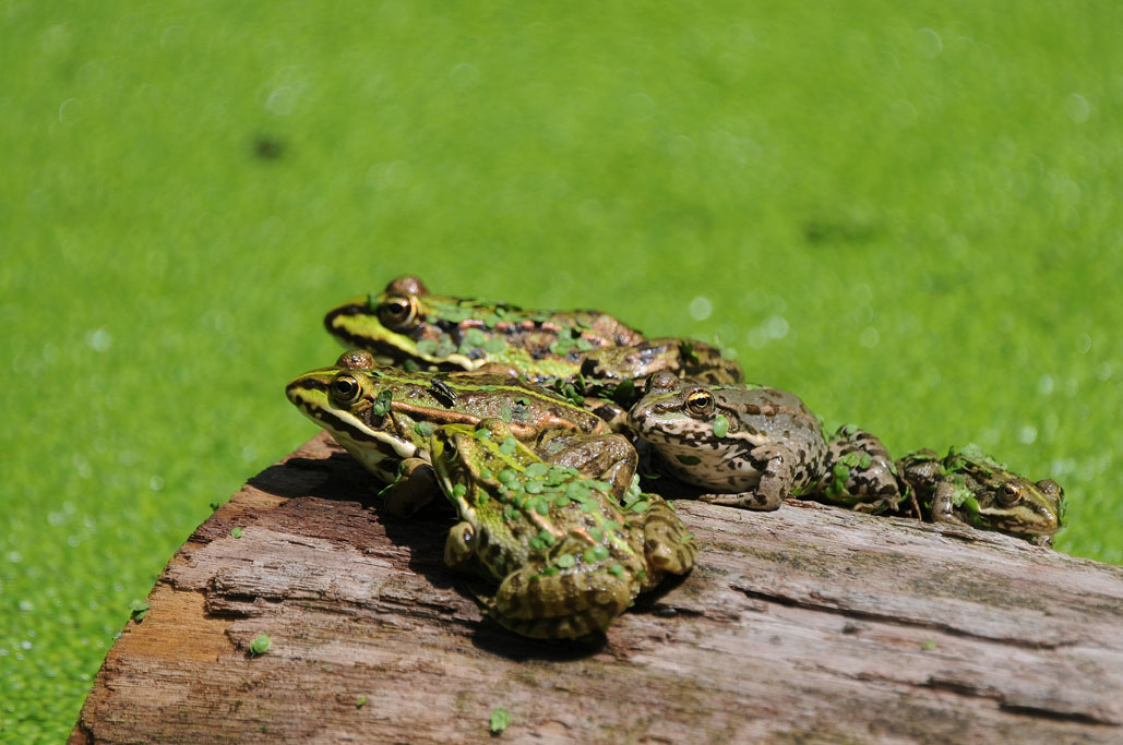 Rana esculenta are loyal to the water year-long If they live in your garden - photo 9