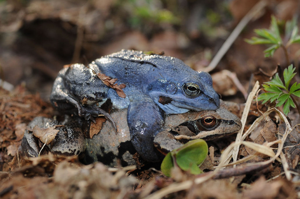 Rana arvalis is another member of the family of true frogs During the mating - photo 11