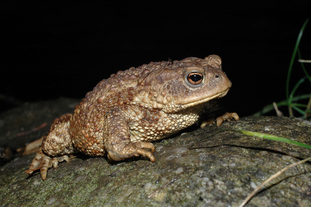 Bufo bufo is one of the most important inhabitants of the garden It feeds on - photo 13