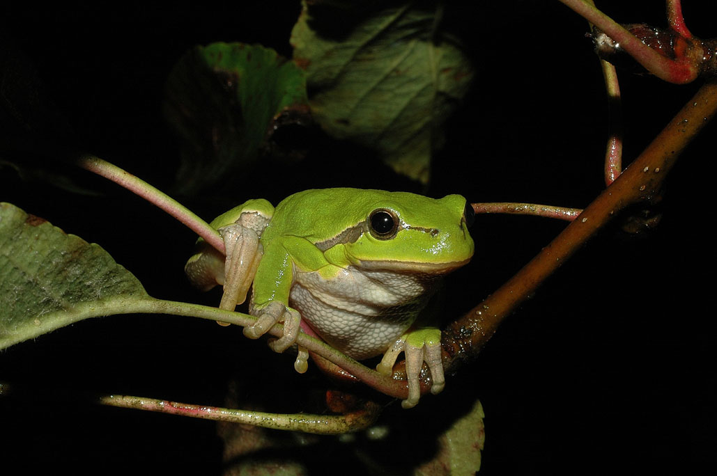 Hyla arborea is a tree frog found in continental Europe It can climb up into - photo 15