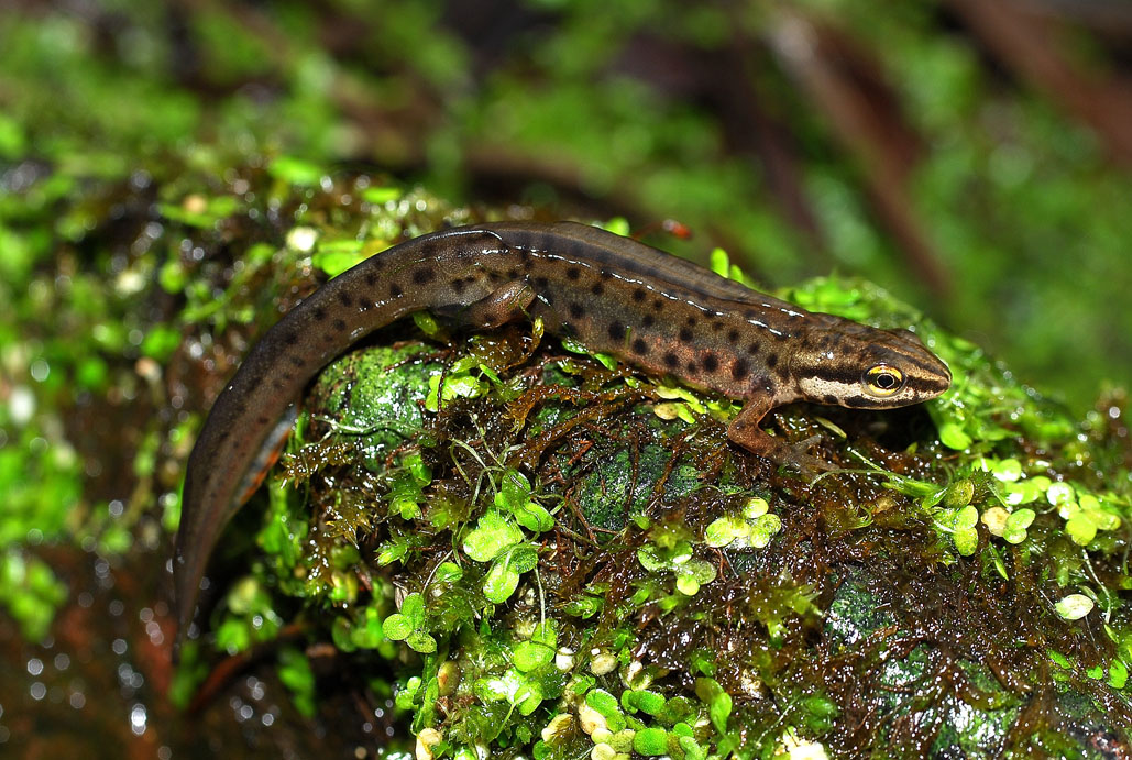 Triturus vulgaris and newts and salamanders in general belong to the order of - photo 19