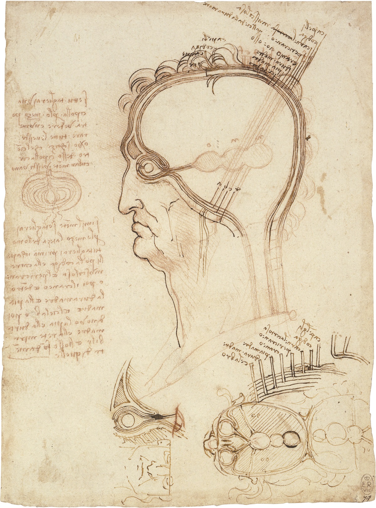 Leonardo da Vinci Sections of the Human Head and Eye 149093 Other titles of - photo 5