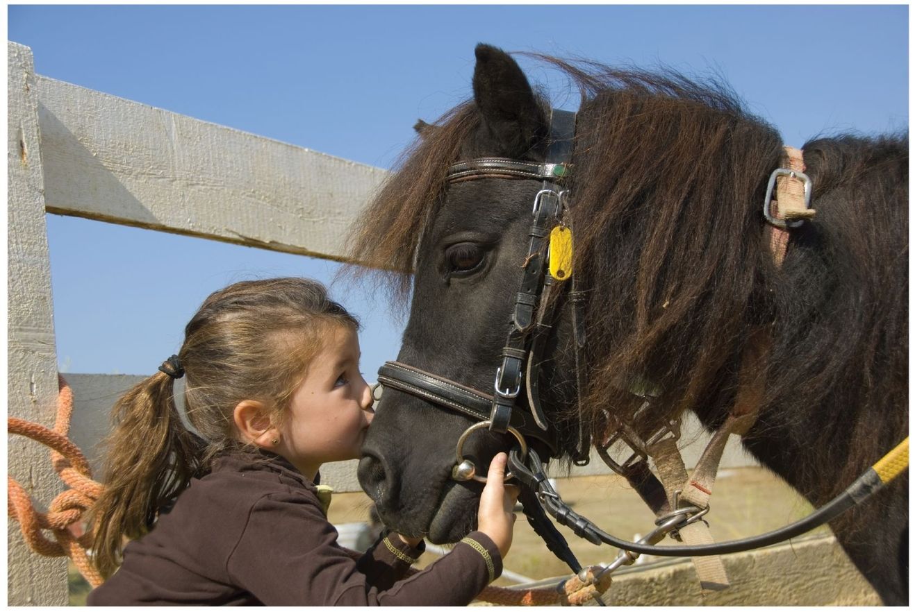 Bareback Horse dictionary age You can tell a horses age by looking at his - photo 2