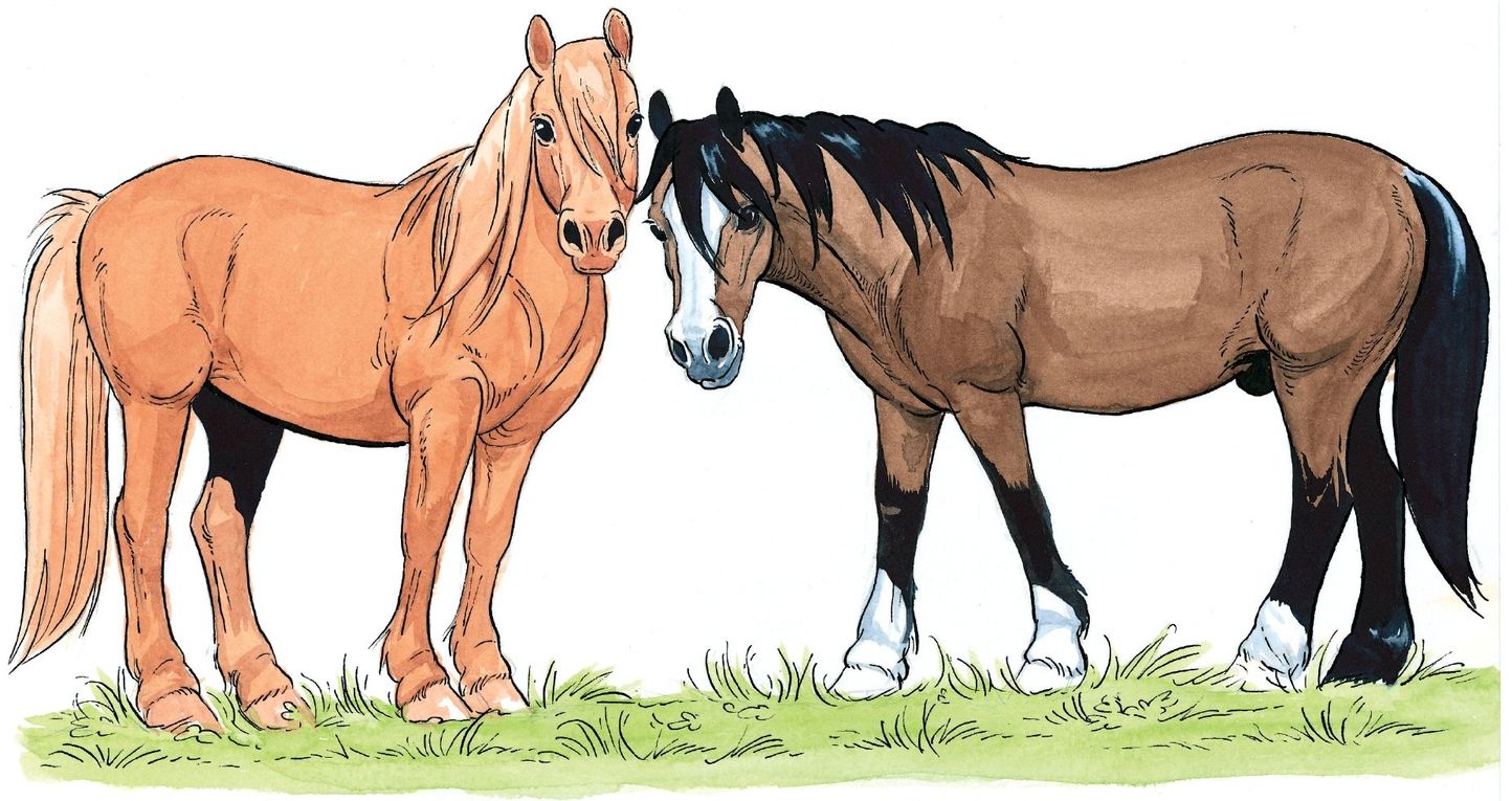 breed a group of horses or ponies that all have the same appearance - photo 3