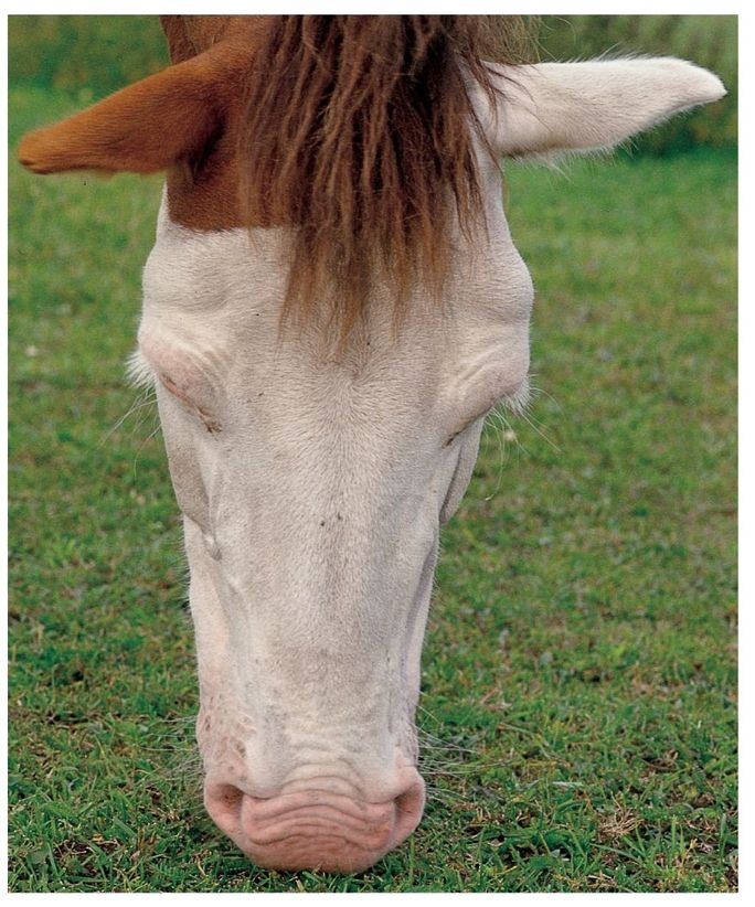 Unusual facial markings mare a female horse aged four years or older - photo 7