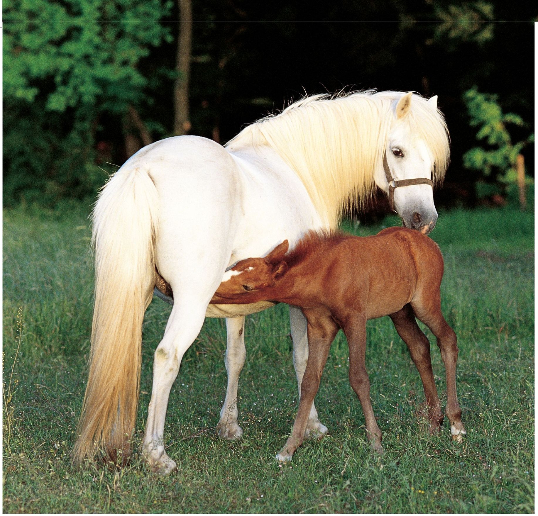 Gray mare with chestnut foal Quarter Horse a breed developed to herd cattle - photo 12