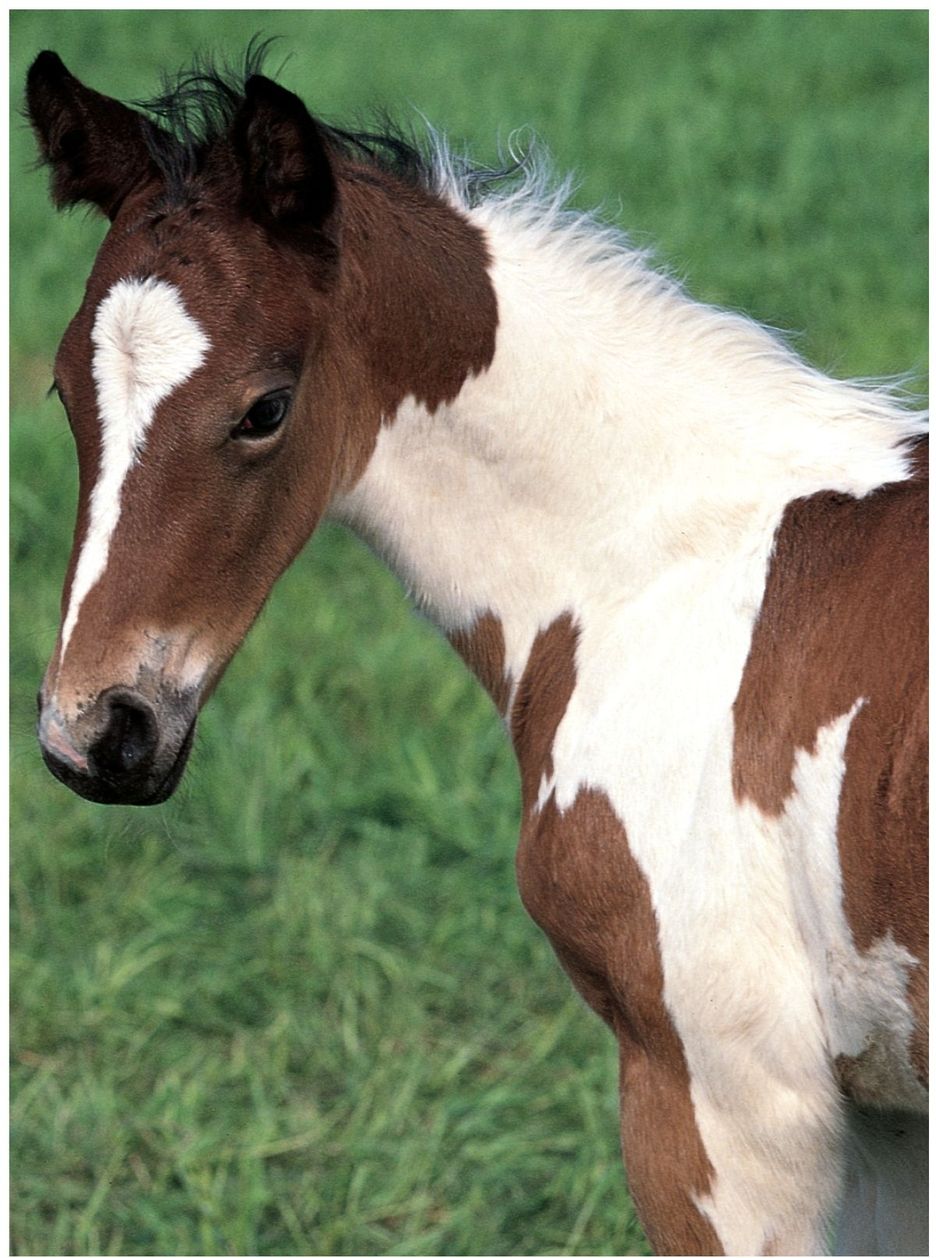 Pinto Horsesthe best in the world Horses are beautiful animals They - photo 15