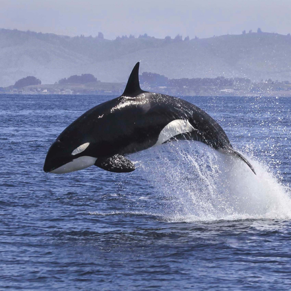 Orcas may breach or leap out of the water for a number of reasons including - photo 4