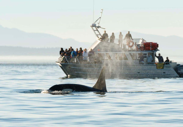 The San Juan Islands in Washington State are a great place to see orcas in the - photo 6