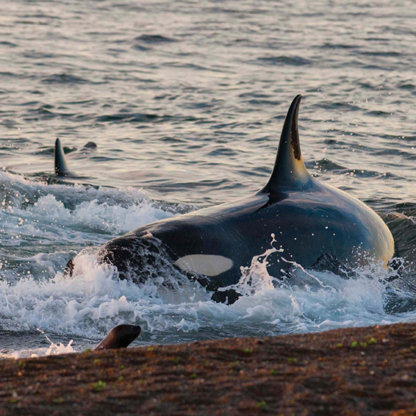 Some orcas living off the coast of Patagonias Valdes Peninsula purposely go up - photo 7