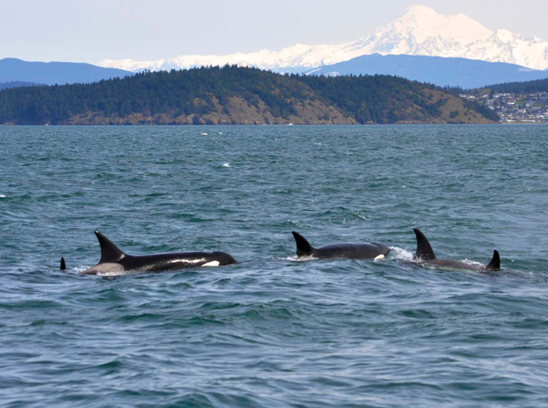 The sounds orcas make is one way they keep track of where the pods members are - photo 9