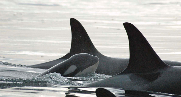 Calves swim next to their mother to save energy If they didnt they might not - photo 10