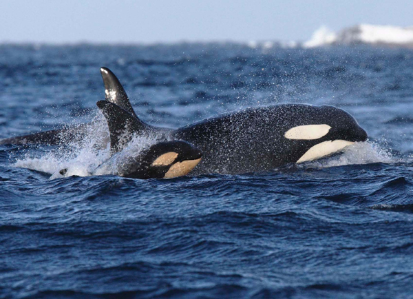 Calves swim next to their mother to save energy If they didnt they might not - photo 11