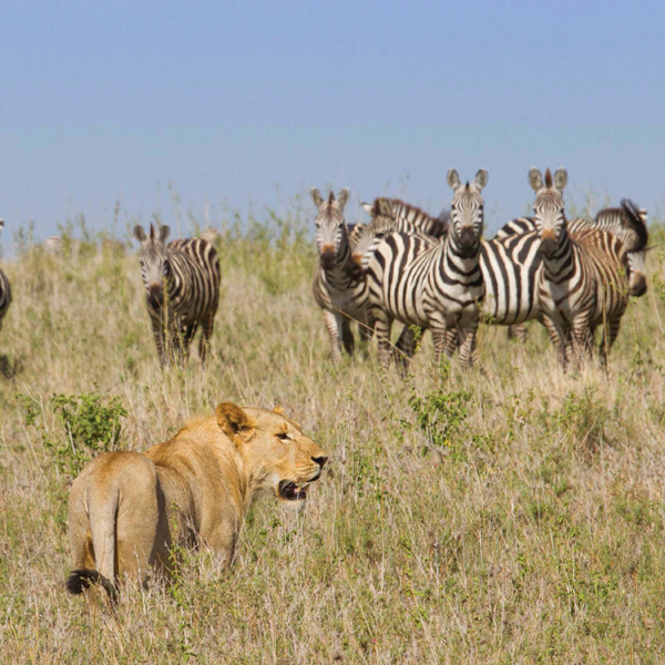 Lions usually hunt and eat big animals that weigh 100 to 1000 pounds 454 to - photo 4