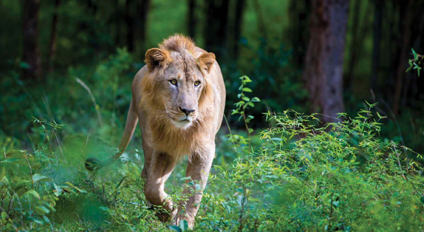 Lions roar usually in the evening and in the morning to show that territory - photo 5