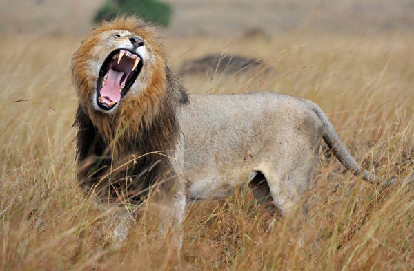 Lions roar usually in the evening and in the morning to show that territory - photo 6