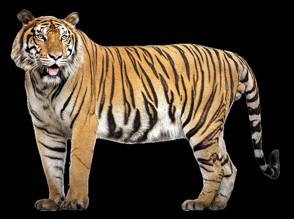 SIBERIAN TIGER KILLER FACTS Despite their nickname lions are often smaller - photo 7