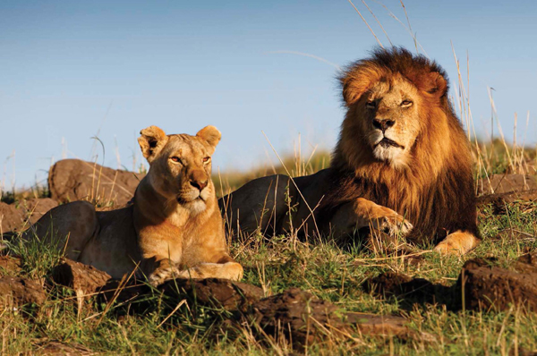 Lions can be tan dark brown or many shades in between Male lions also often - photo 8