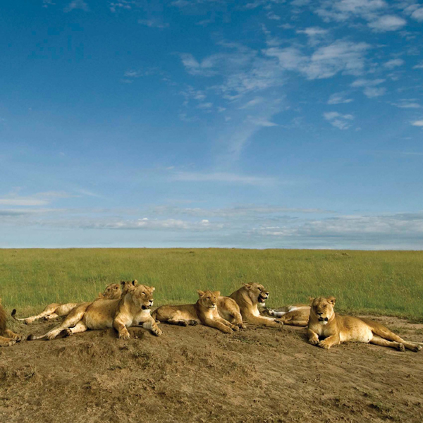 The lionesses in a pride may include grandmothers mothers daughters and - photo 9