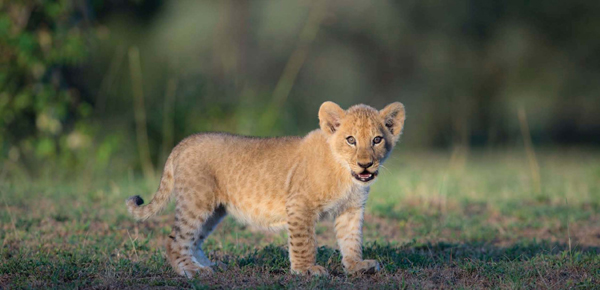 Lion cubs have dark spots when theyre born These spots disappear as the cub - photo 10