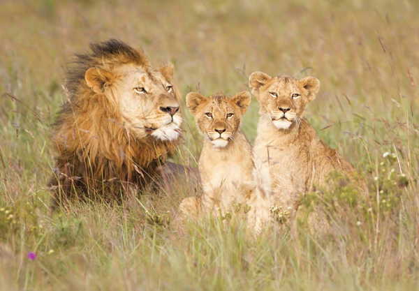 Most lionesses will stay with the pride when theyre grown Male lions usually - photo 11