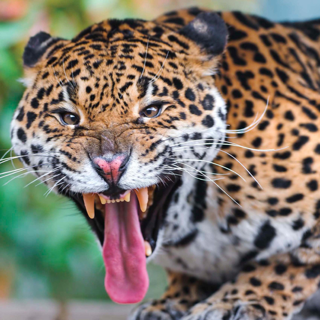 A jaguars teeth can easily break through the thick hard skin of a caiman - photo 4