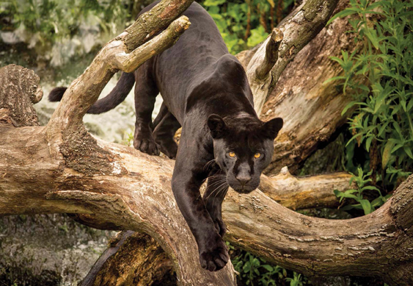 Melanism happens when an animals skin and fur have more of the dark pigment - photo 6