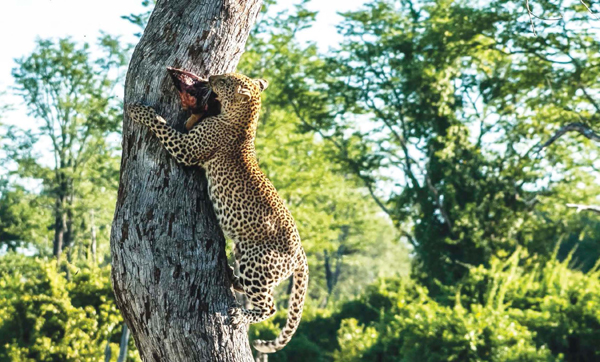 Jaguars swim as a way to cool off Jaguars are carnivores which means they - photo 9