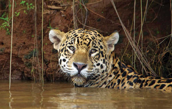 Jaguars swim as a way to cool off Jaguars are carnivores which means they - photo 10