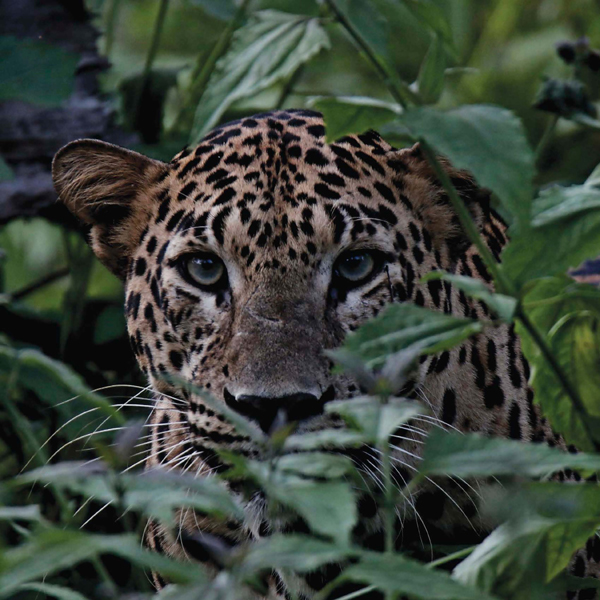 Jaguars have a good sense of night visionwhich helps them hunt at night They - photo 12