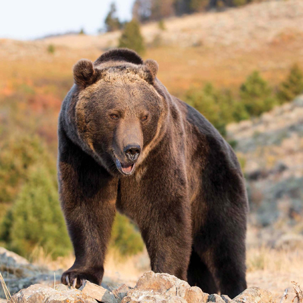 There are many myths about grizzly bears Its important to sort out whats true - photo 3