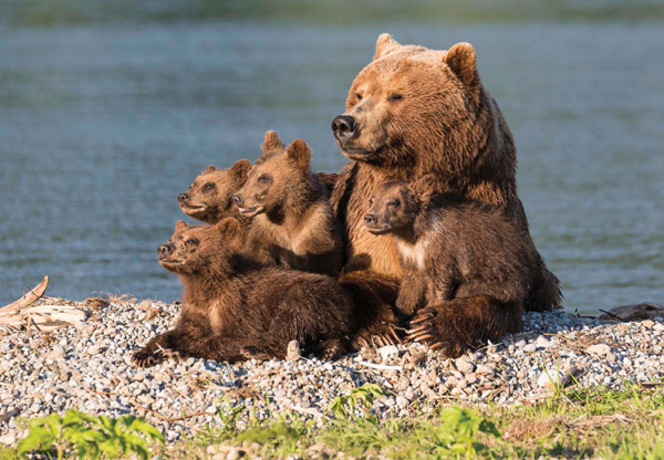 Mother bears usually have two cubs at a time However they can have up to four - photo 5