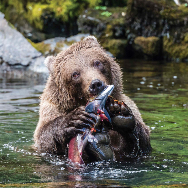 To get ready for torpor grizzly bears eat up to 90 pounds 408 kg of food a - photo 7